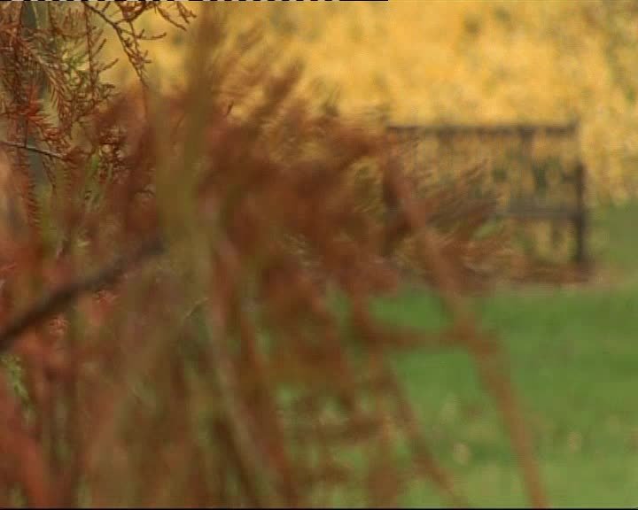 A still image from Mossvale Park: tree sanctuary