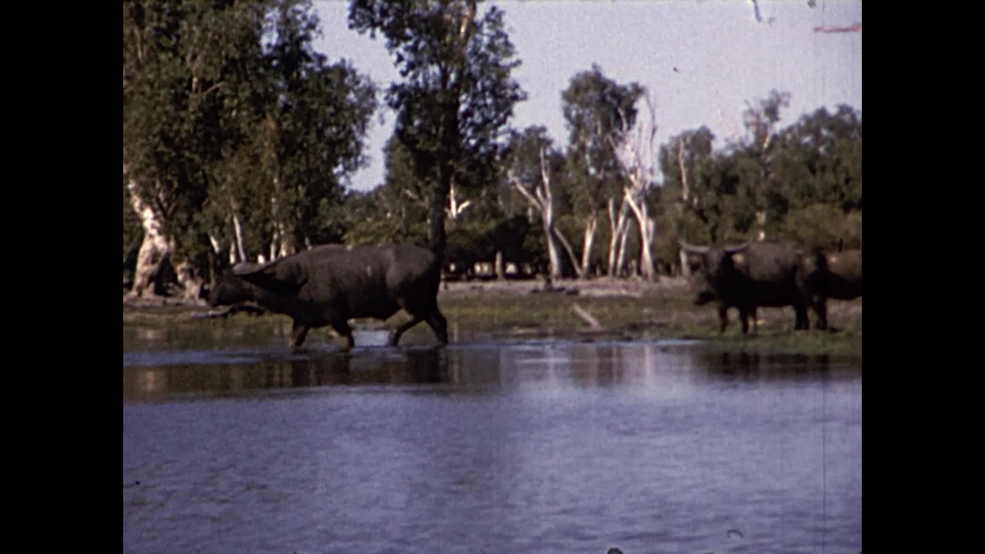 [Wallace Clarke Home Movies: Reel 2] thumbnail image.