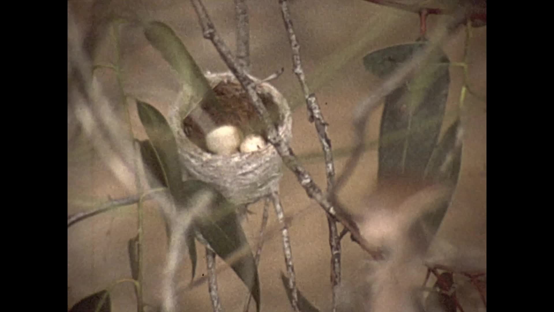 [Wallace Clarke Home Movies: Reel 1] thumbnail image.