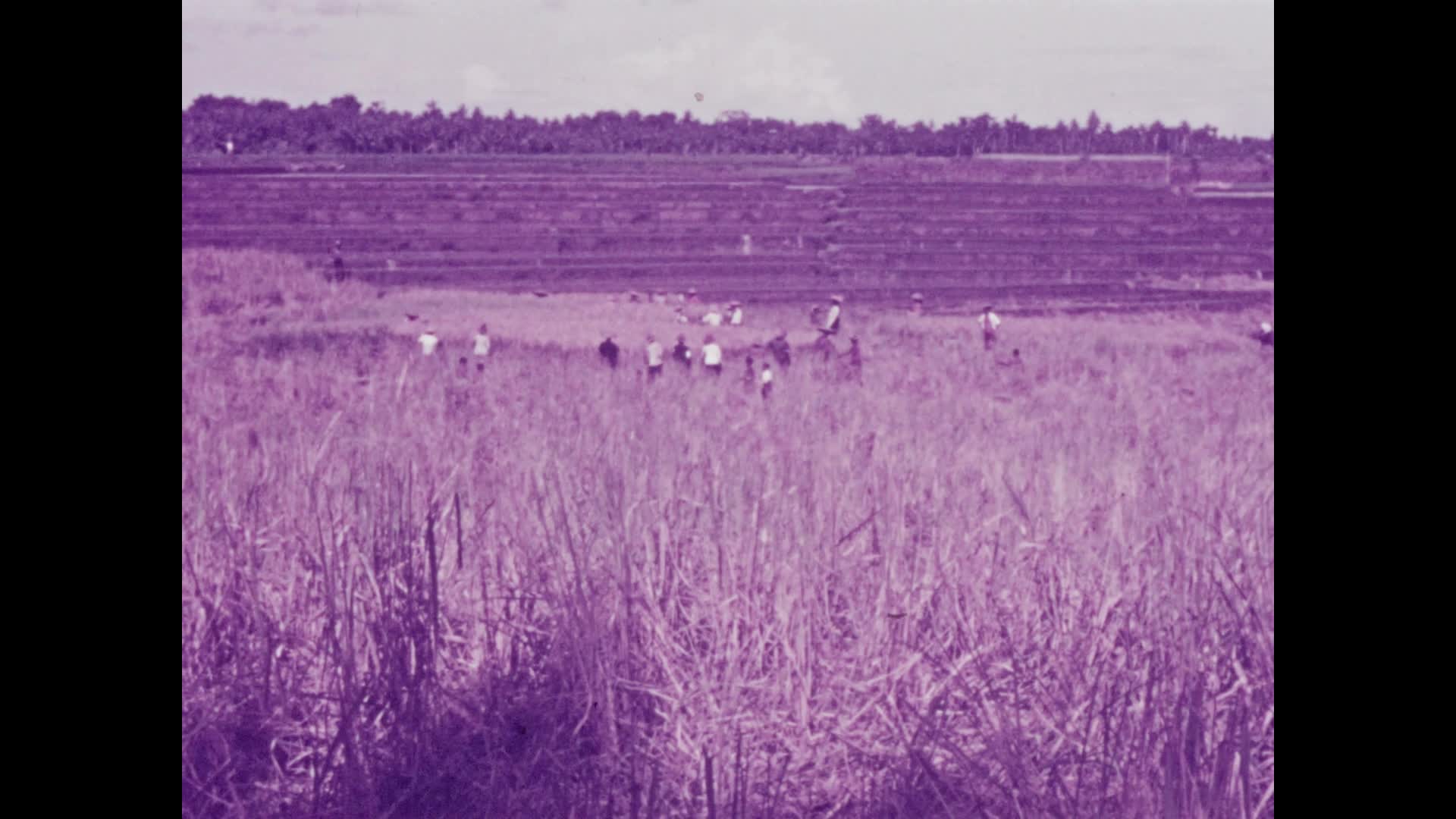 [Orwell Michaelis Home Movies: Reel 2] thumbnail image.