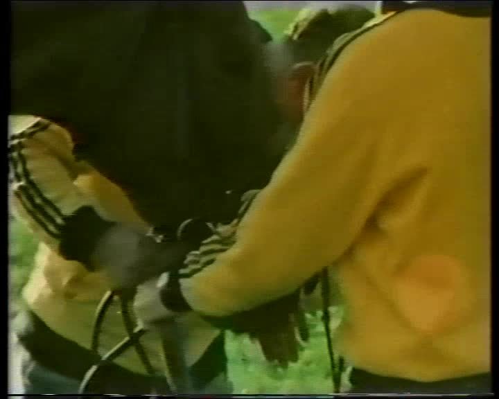 A still image from Compilation: big brown beastie big brown face