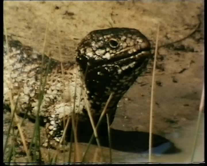 A still image from Bird safari in Australia