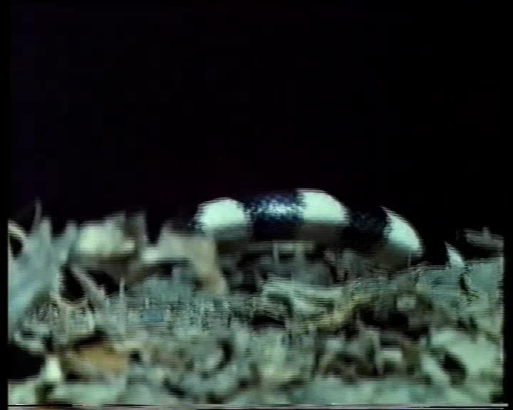 A still image from Wildlife of the River Valley