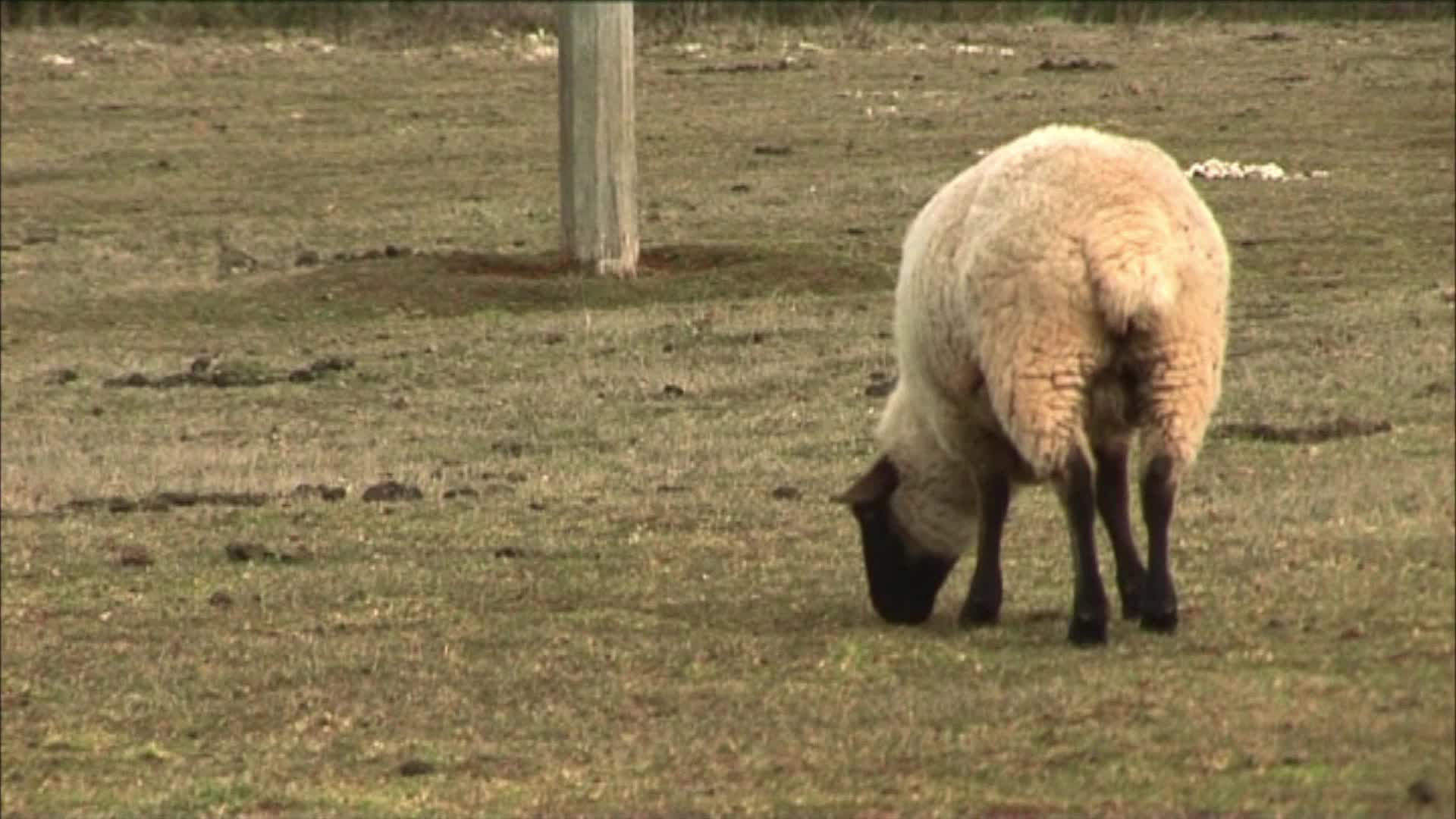 Strange paddocks thumbnail image.