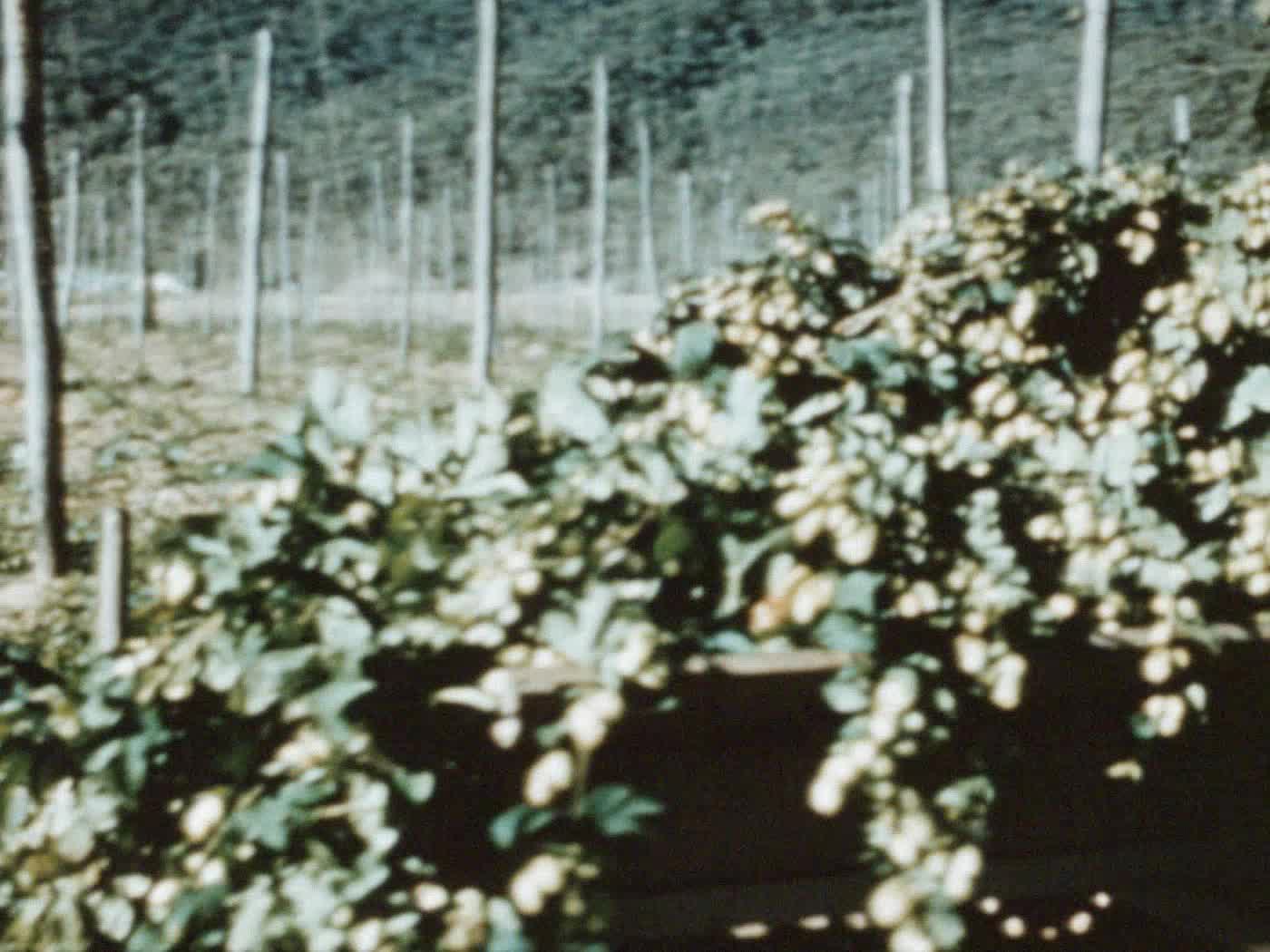 Farm Newsreel No. 1 thumbnail image.