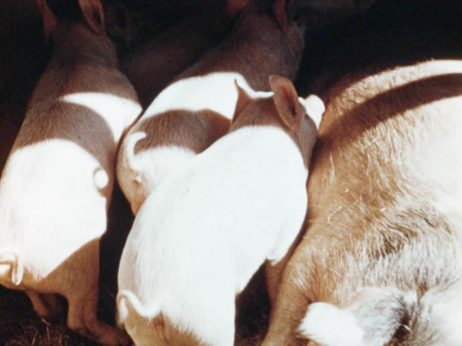 Where the River Kiewa Flows thumbnail image.