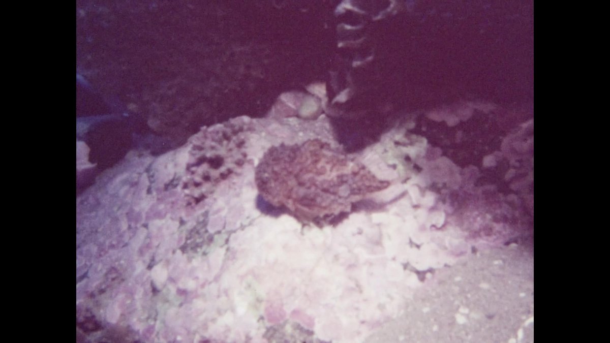 A still image from The Narwhals came