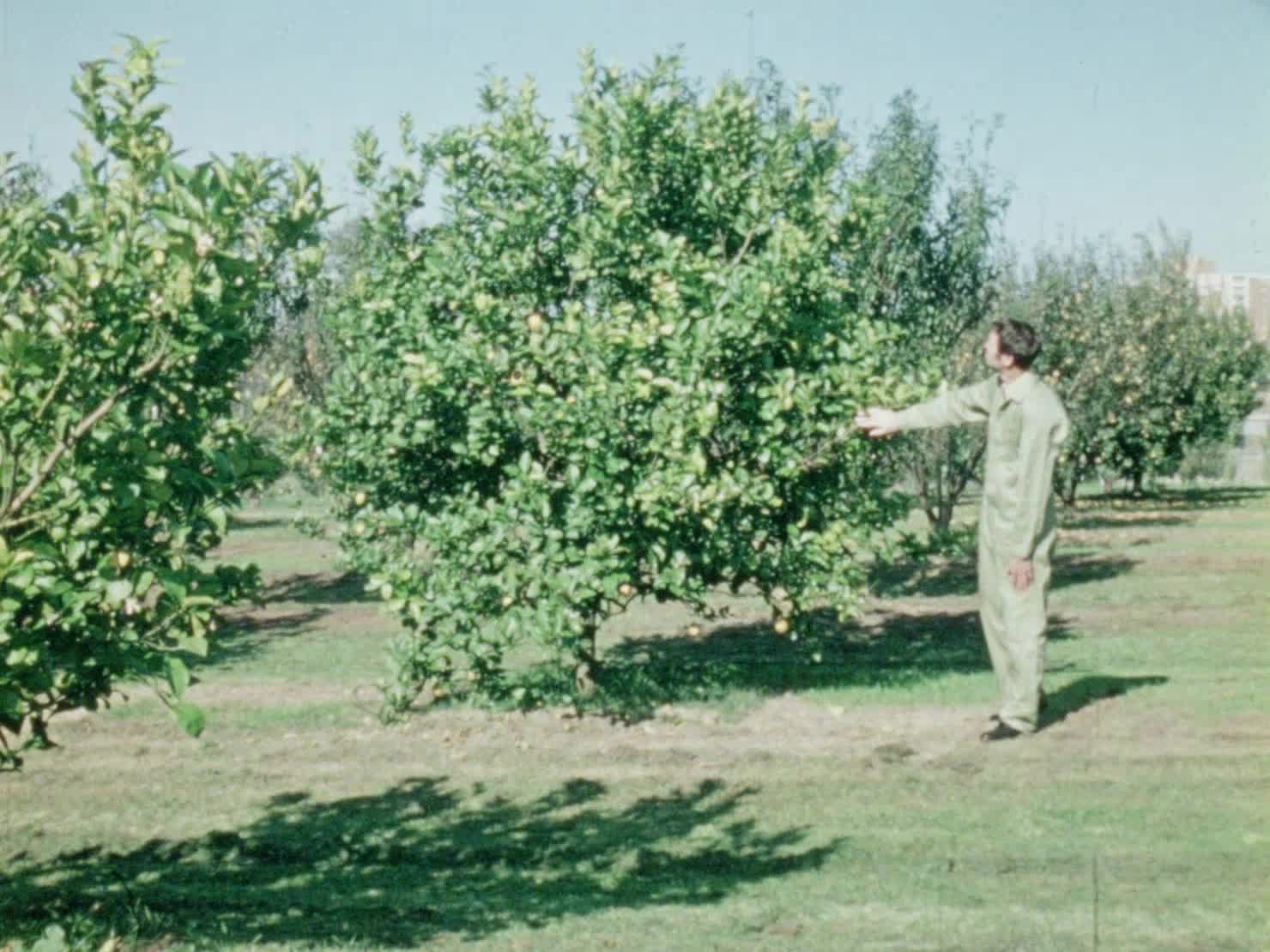 Green Fingers: Looking After Lemons thumbnail image.