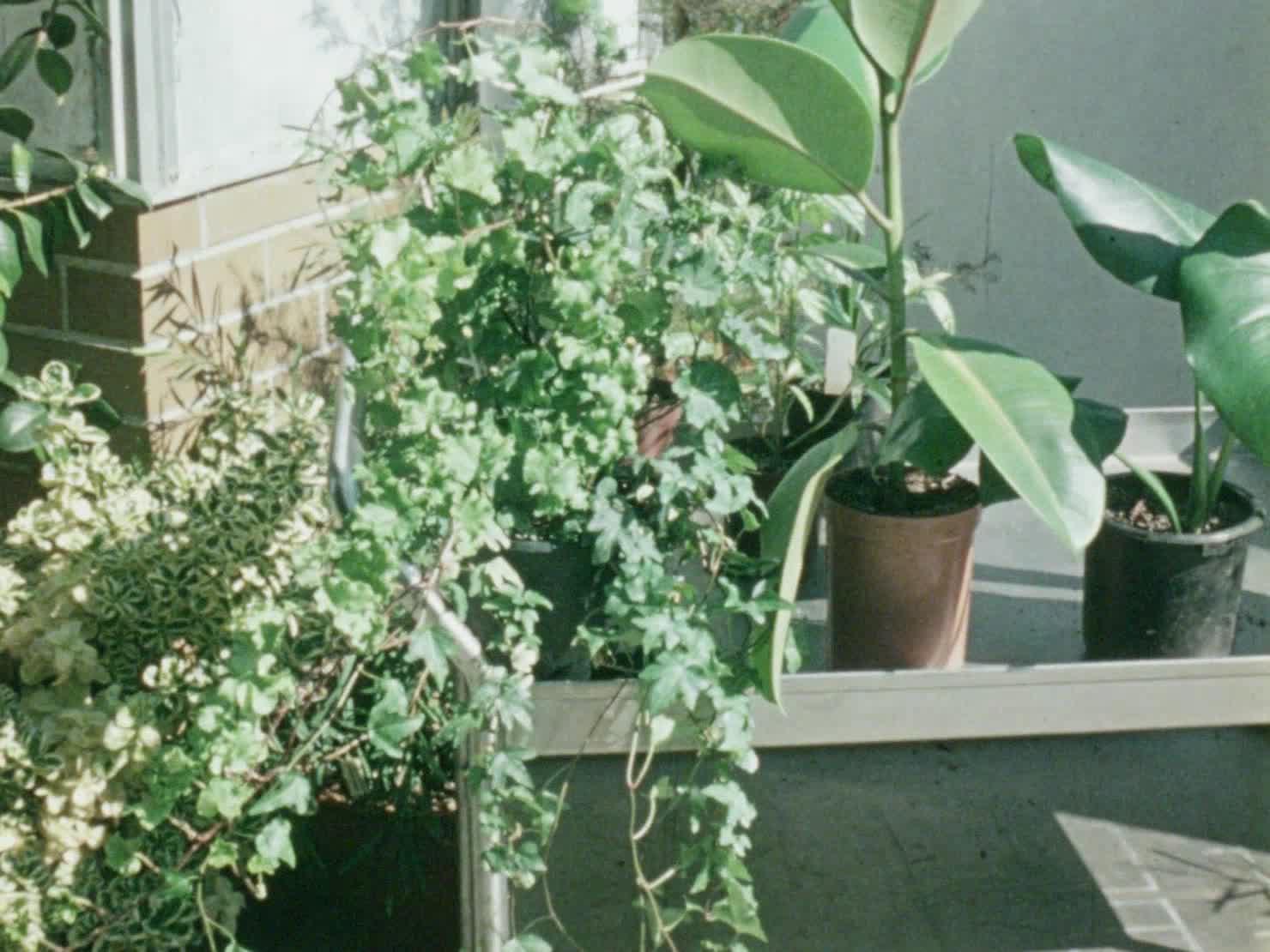 Green Fingers: Indoor Plants thumbnail image.