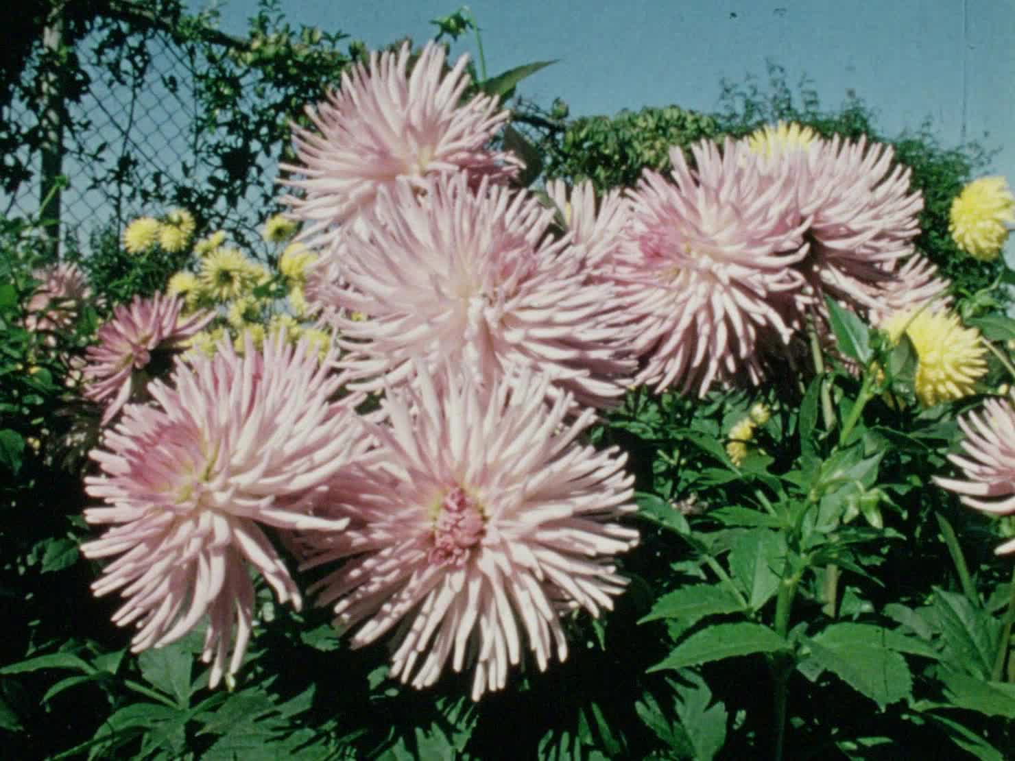 Green Fingers: Drainage thumbnail image.