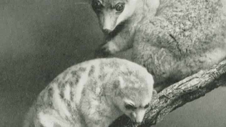 Possums of Bonegilla thumbnail image.