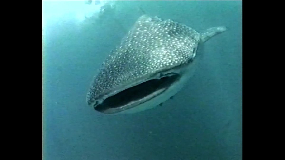 A still image from Shadow on the reef. Turning turtle.