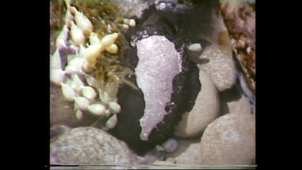 A still image from The Coastline