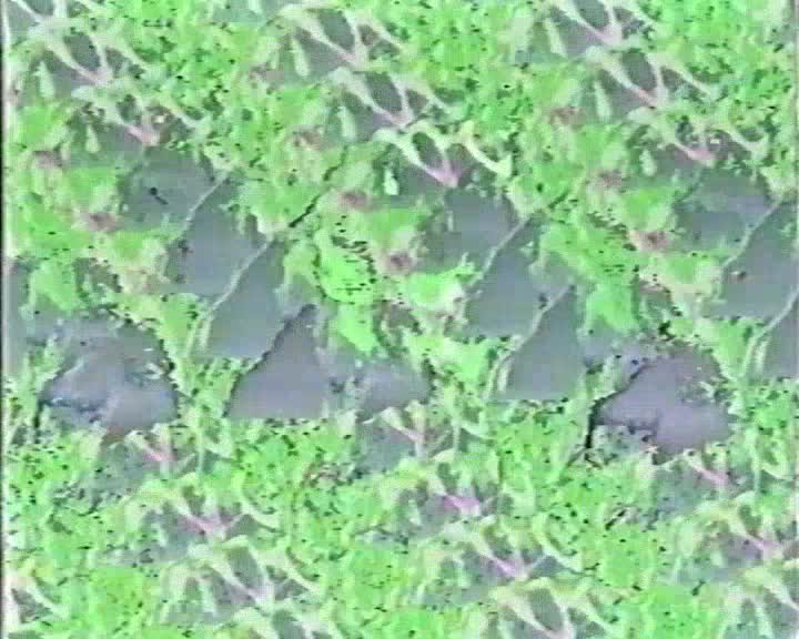 Don't Shoot the Messenger thumbnail image.