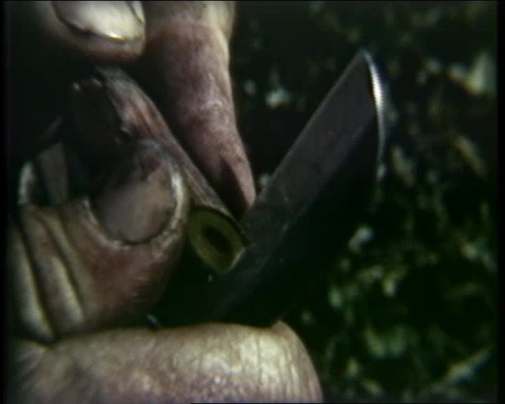 A still image from Vine grafting