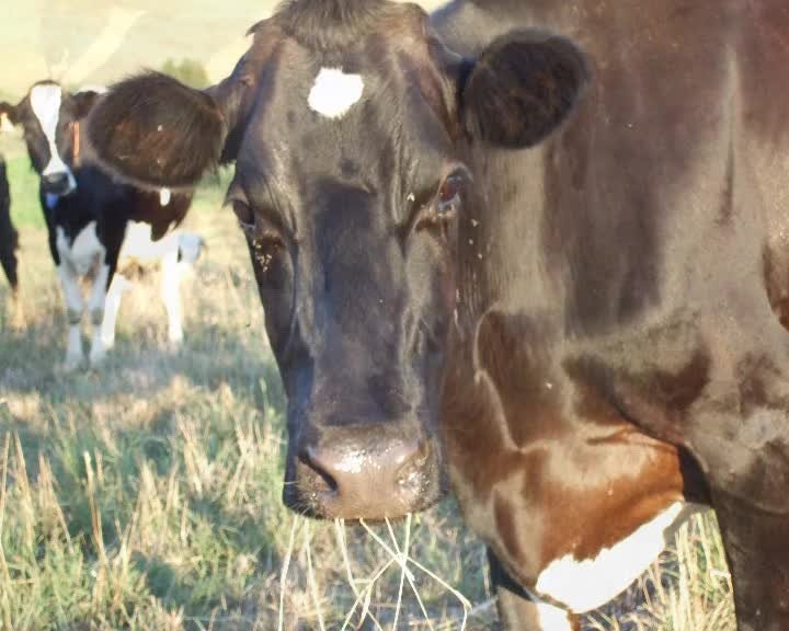 A still image from Yellow gloves