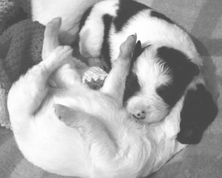 A still image from A Mission from Dog