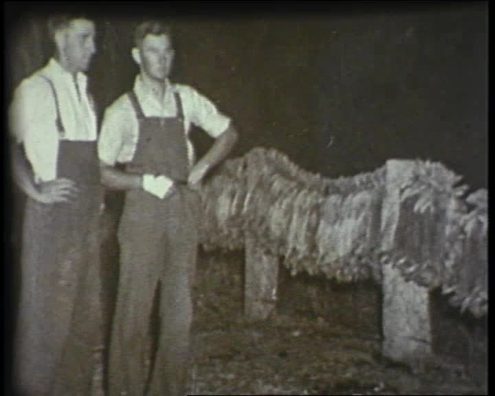 A still image from The Rabbit in Australia