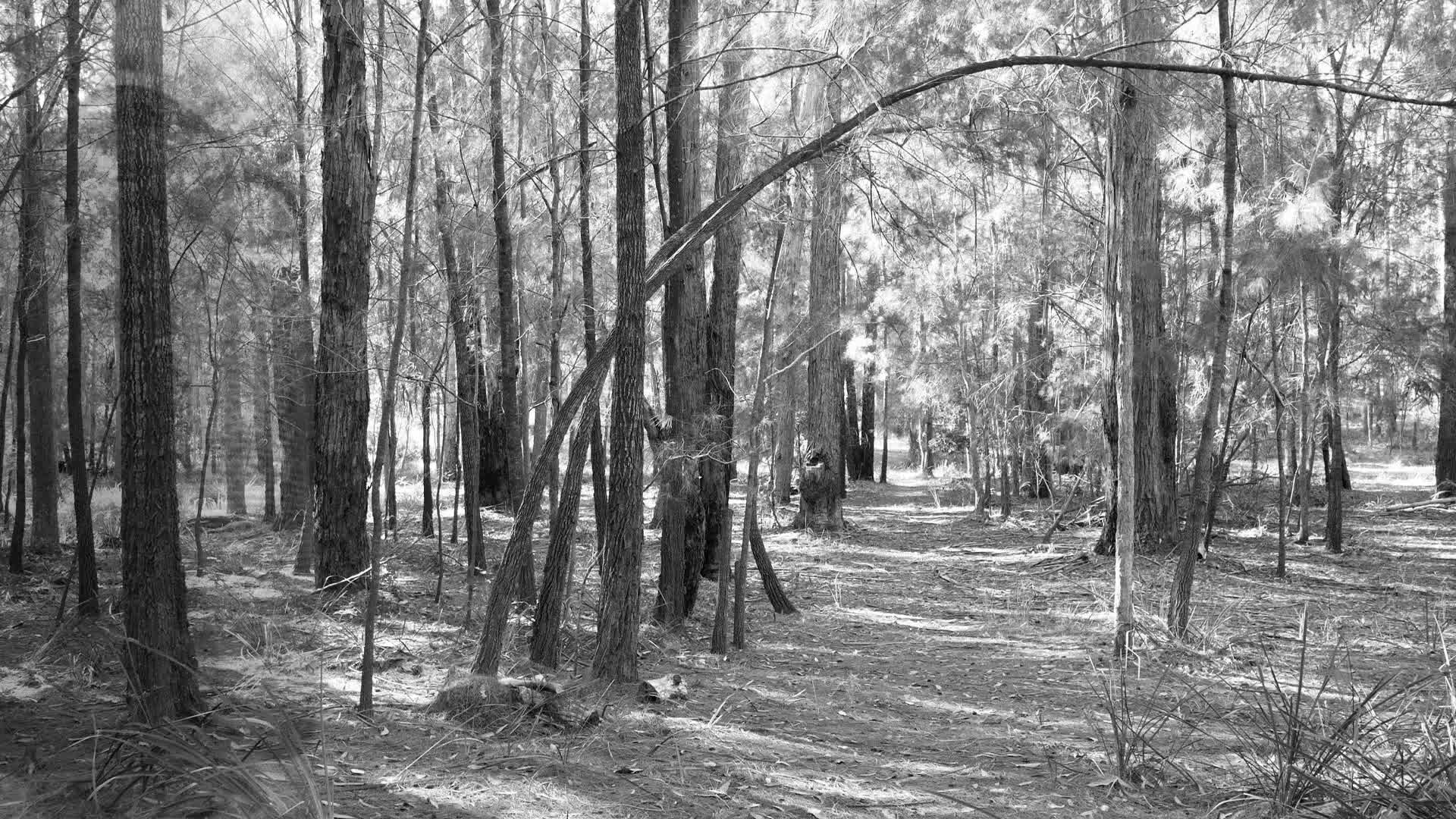 The Ambassador thumbnail image.