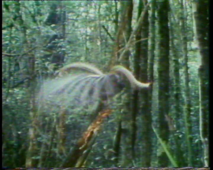 A still image from Lyrebird: master of mimicry