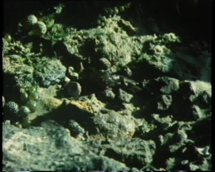 A still image from The Southern edge: marsh and mangroves