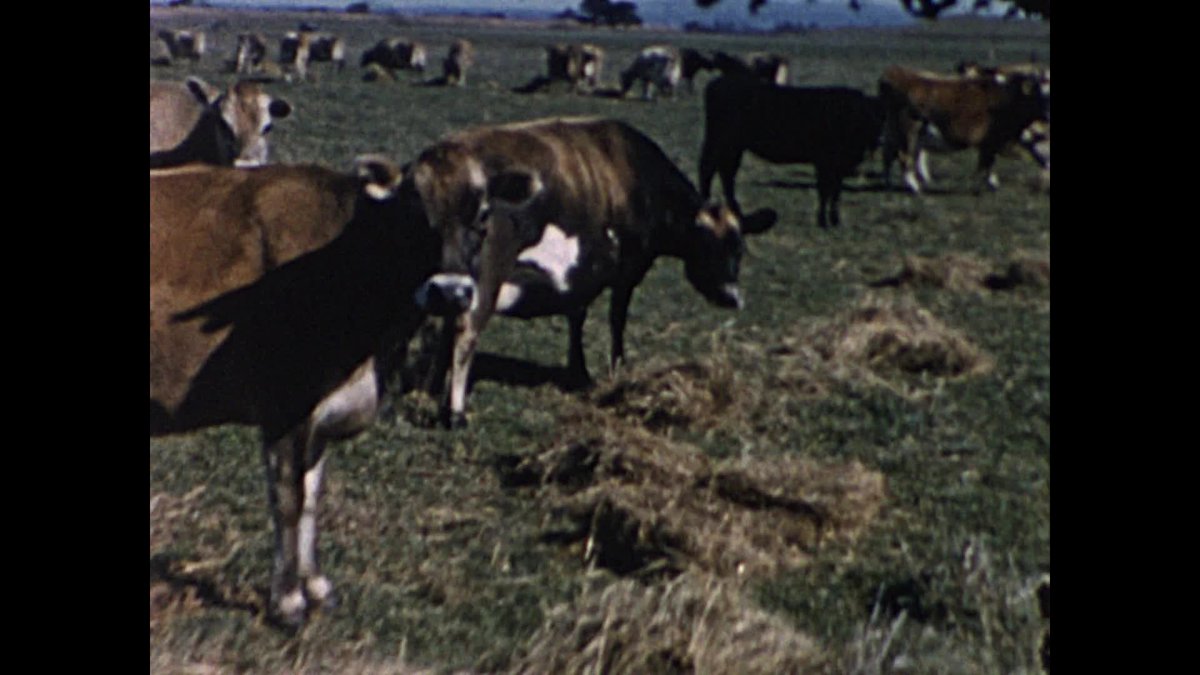 A still image from [Kirsty Sword Gusmao Film Collection: Reel 1]