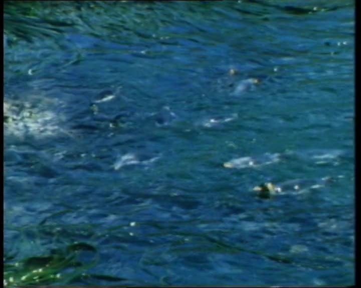 A still image from The Year of the Kings