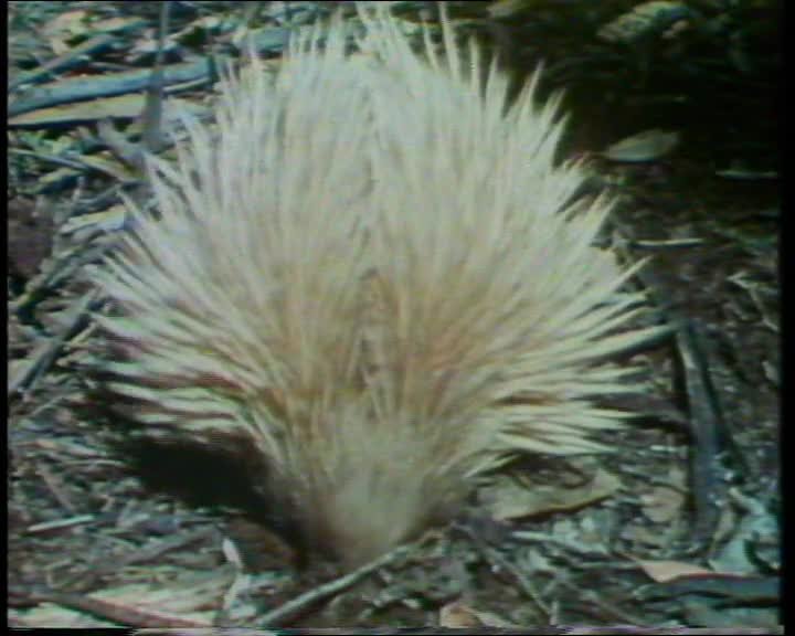 A still image from Strange creature: the echidna