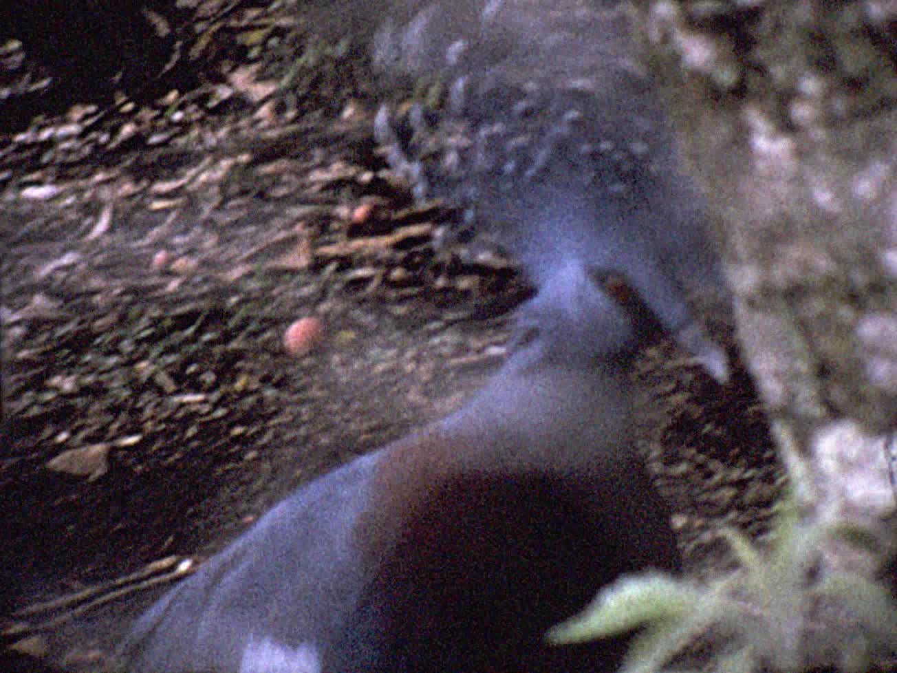 [Alexander Sinclair Home Movies: Reel 7] thumbnail image.