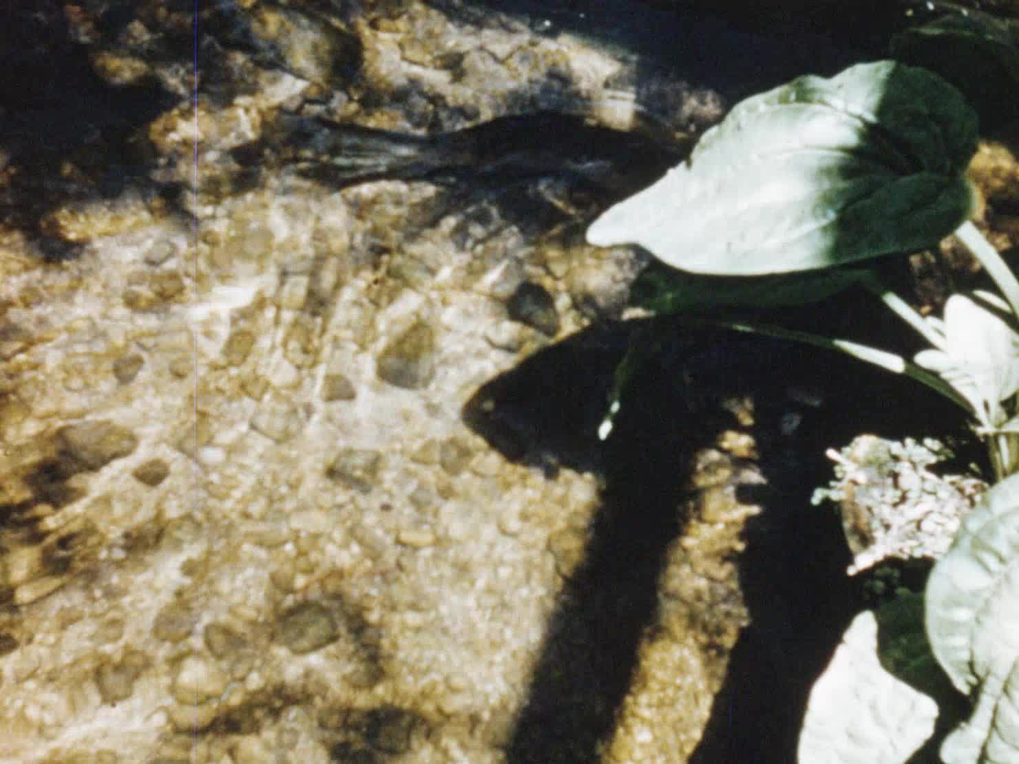 Trout in the Karri Country thumbnail image.