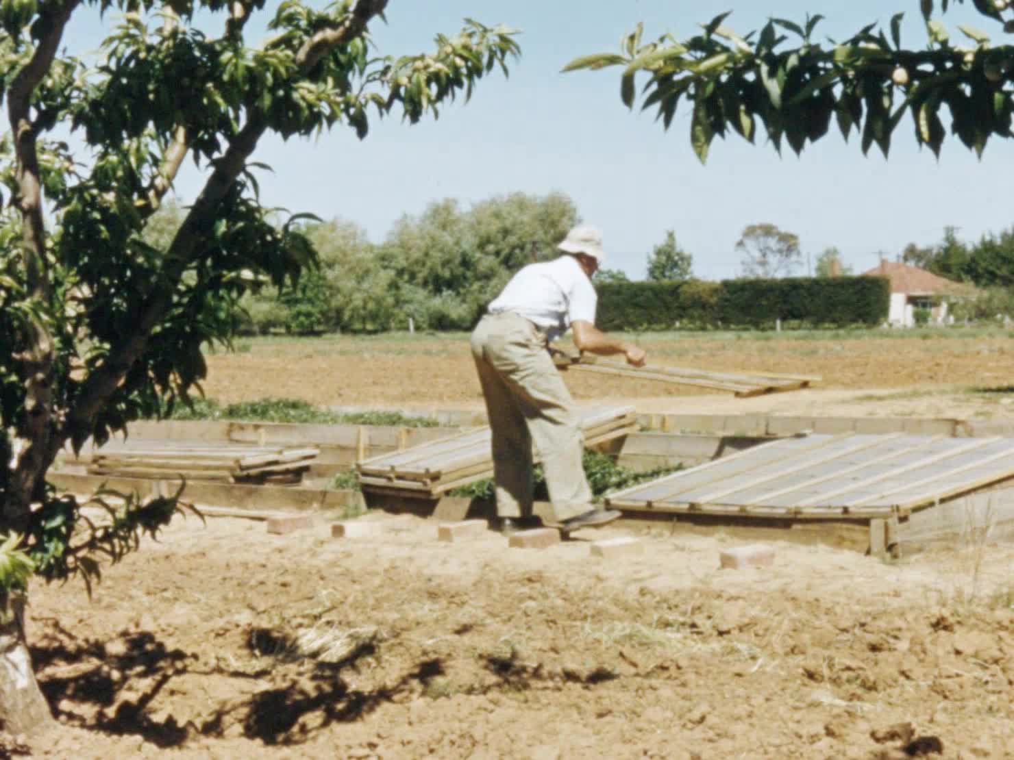 Tomatoes for processing thumbnail image.