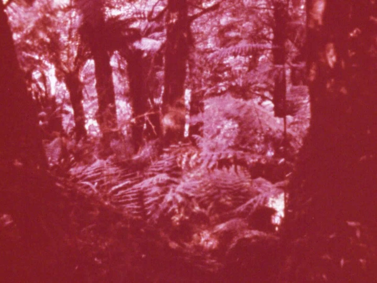 A still image from Looking at plants