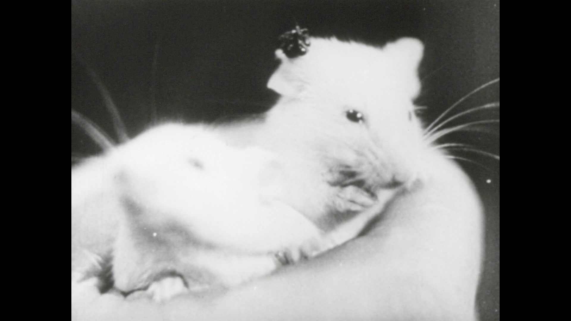 The Battle against cancer thumbnail image.