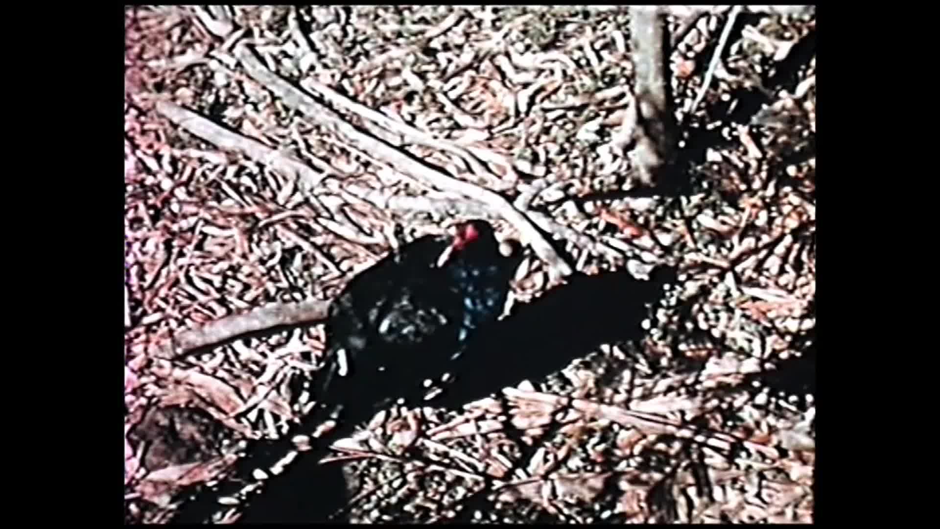 Wild life in bushland thumbnail image.