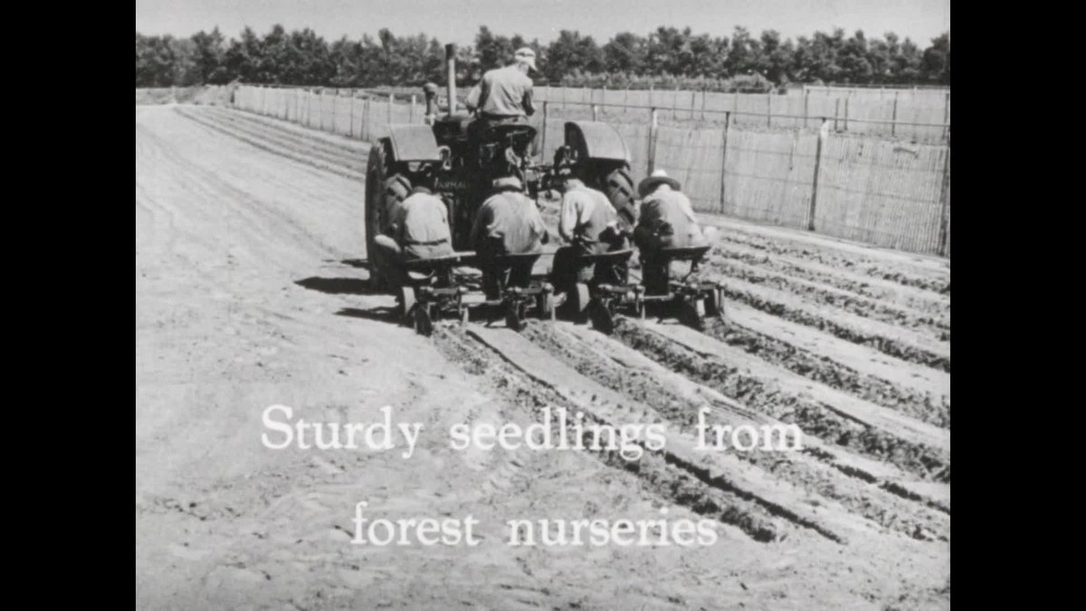 Trees to tame the wind thumbnail image.