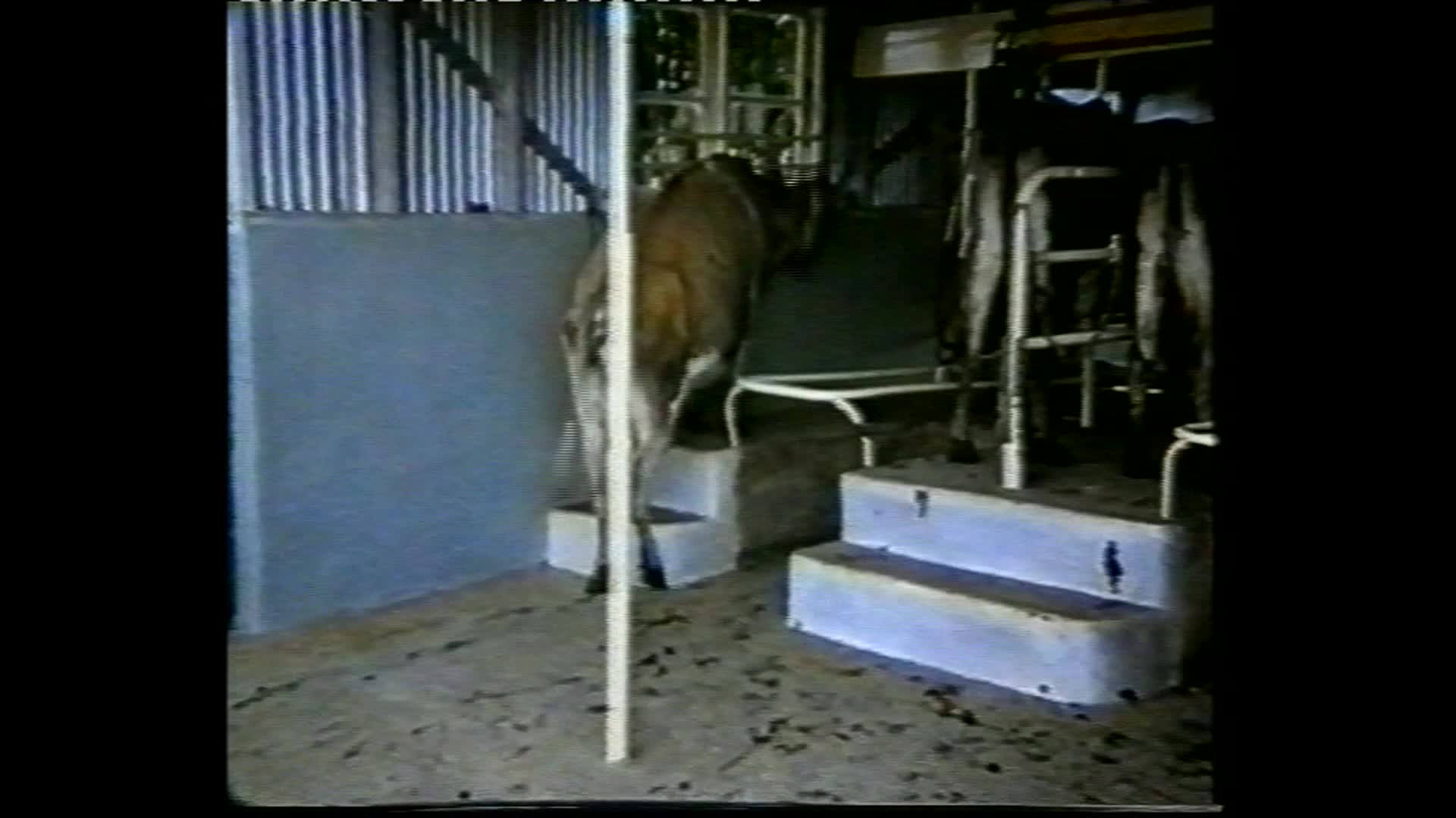 Frank's cowshed thumbnail image.