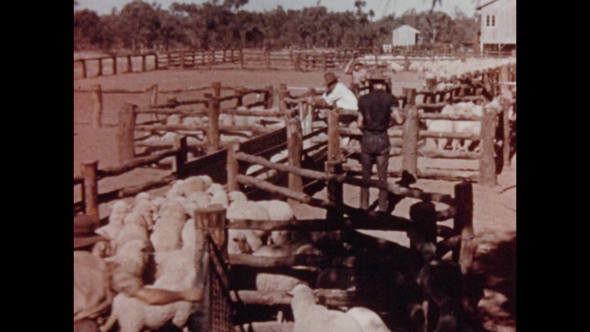Shearing time at Billabong thumbnail image.