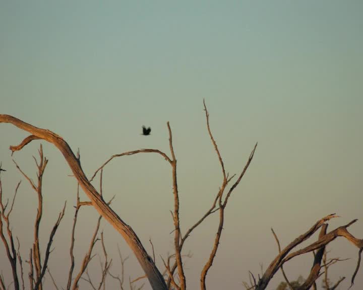 A still image from Always thinking of home