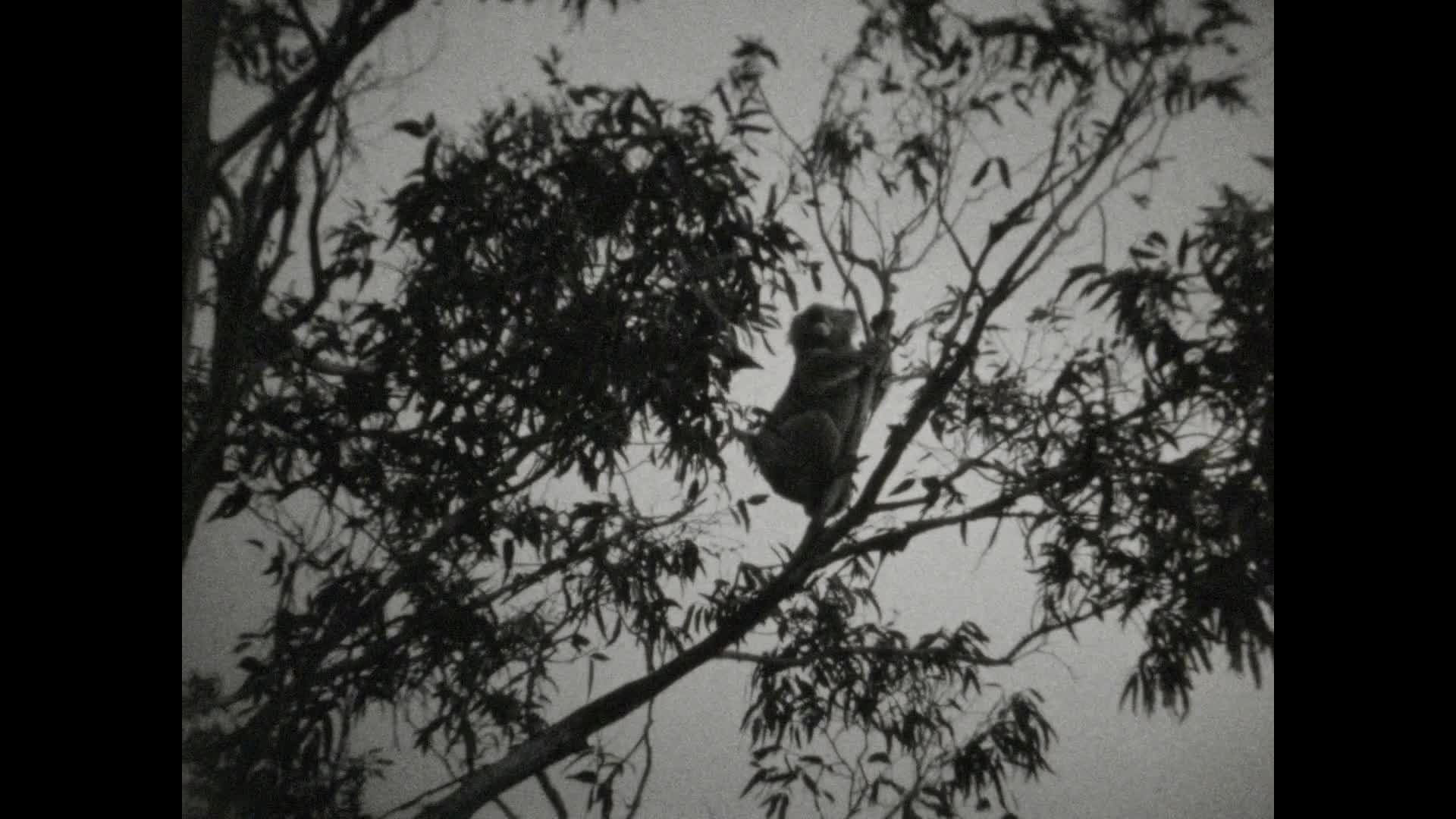 [Raymond Penington Home Movies: Reel 9] thumbnail image.