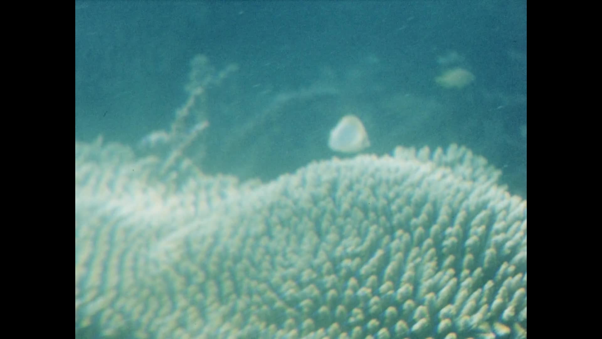 [Brookes Family Home Movies: Reel 8] thumbnail image.