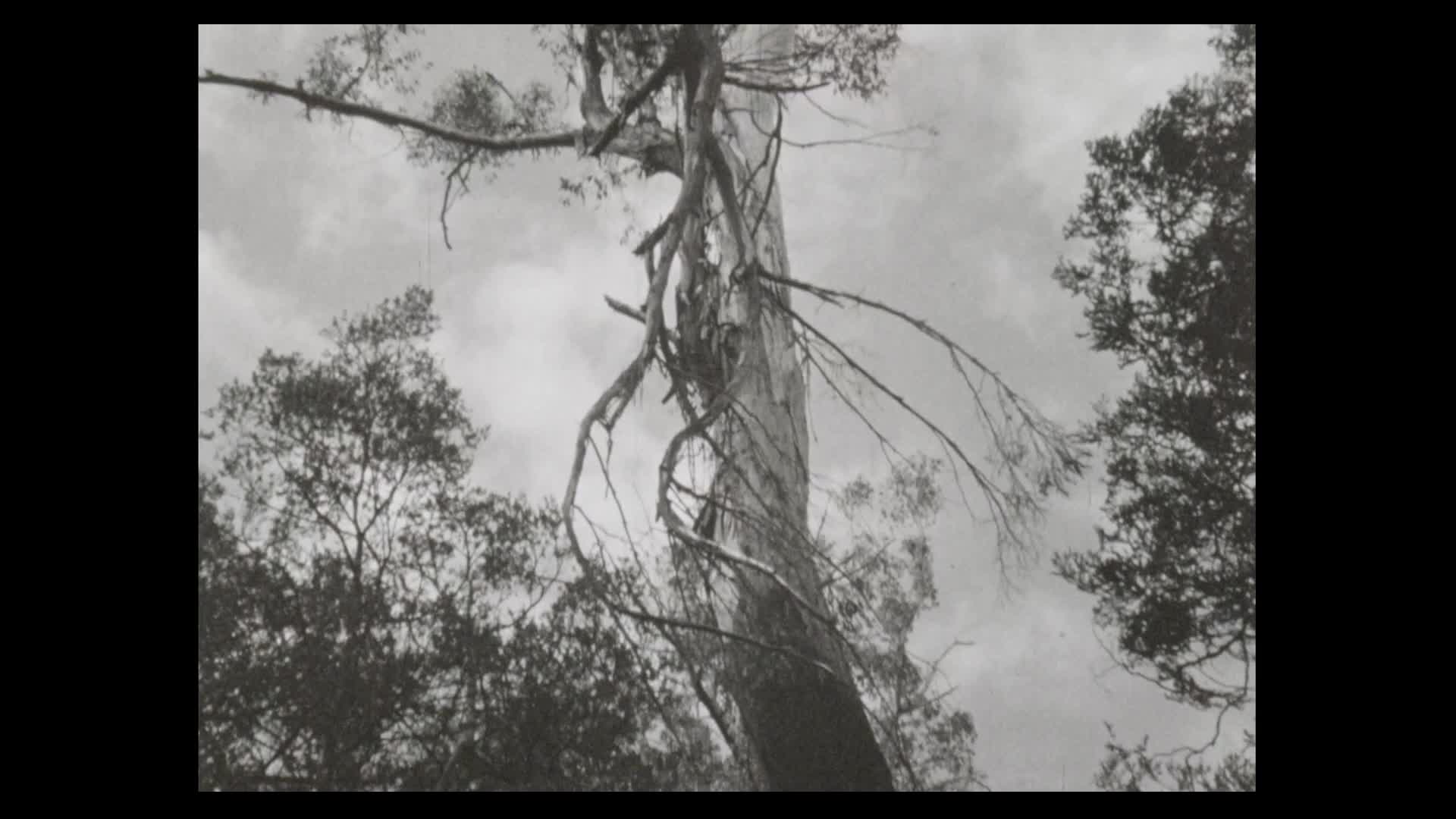 Timber sense thumbnail image.