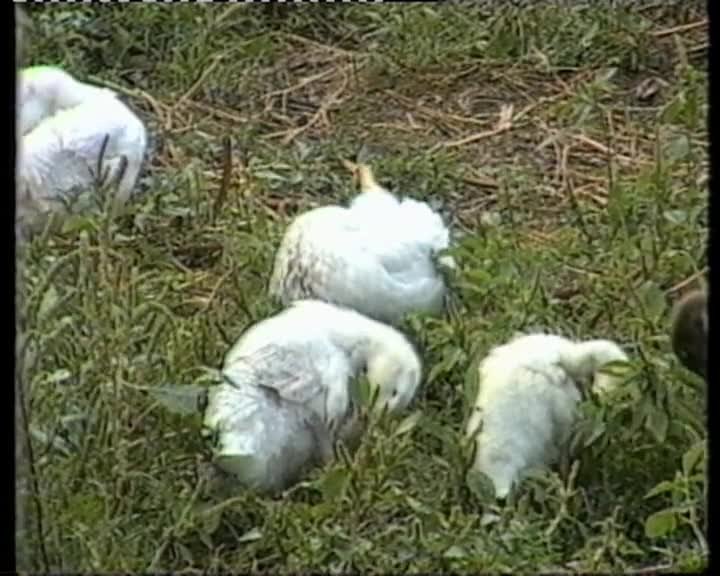 A still image from Collingwood