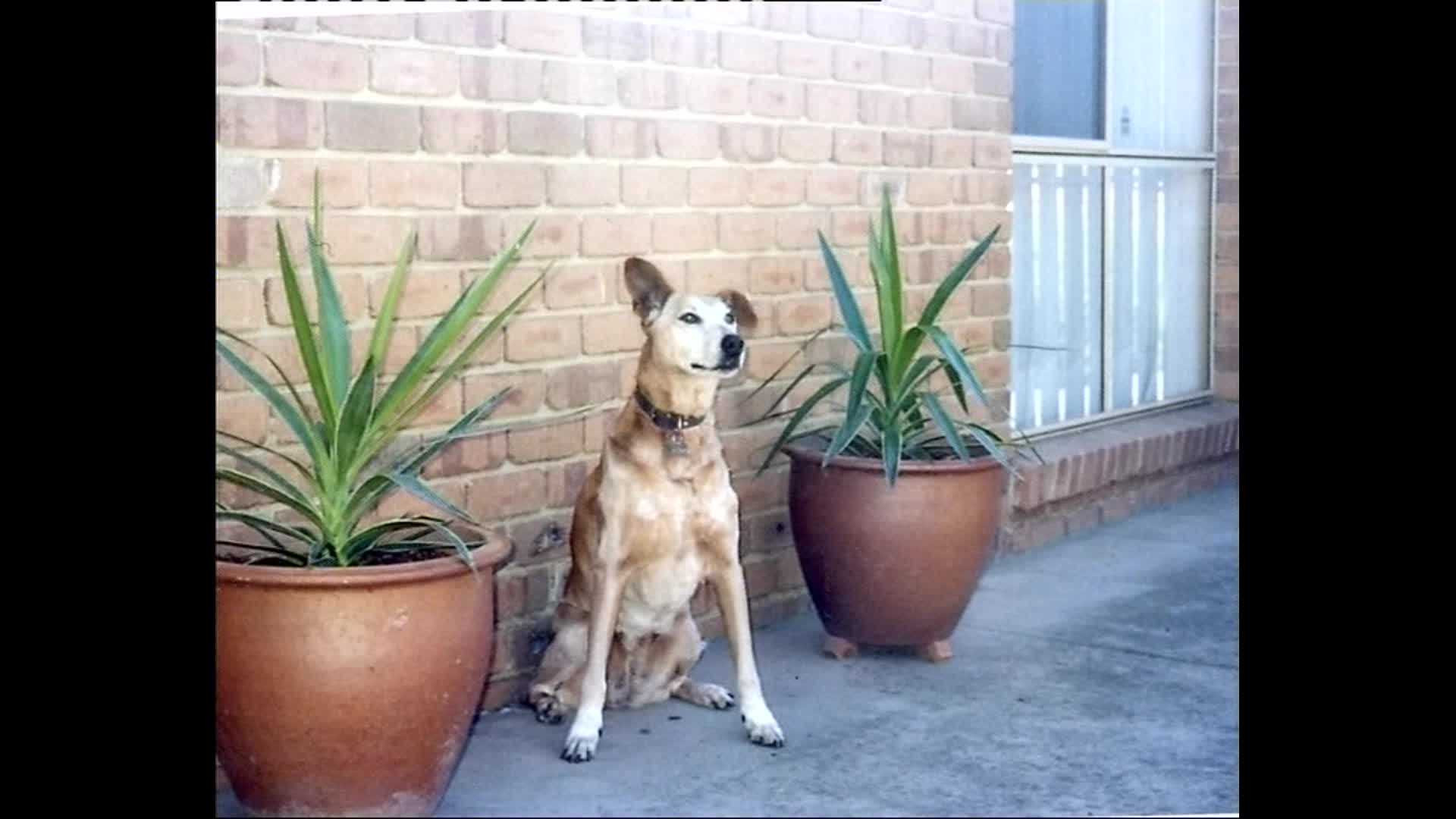 Tess the old girl thumbnail image.