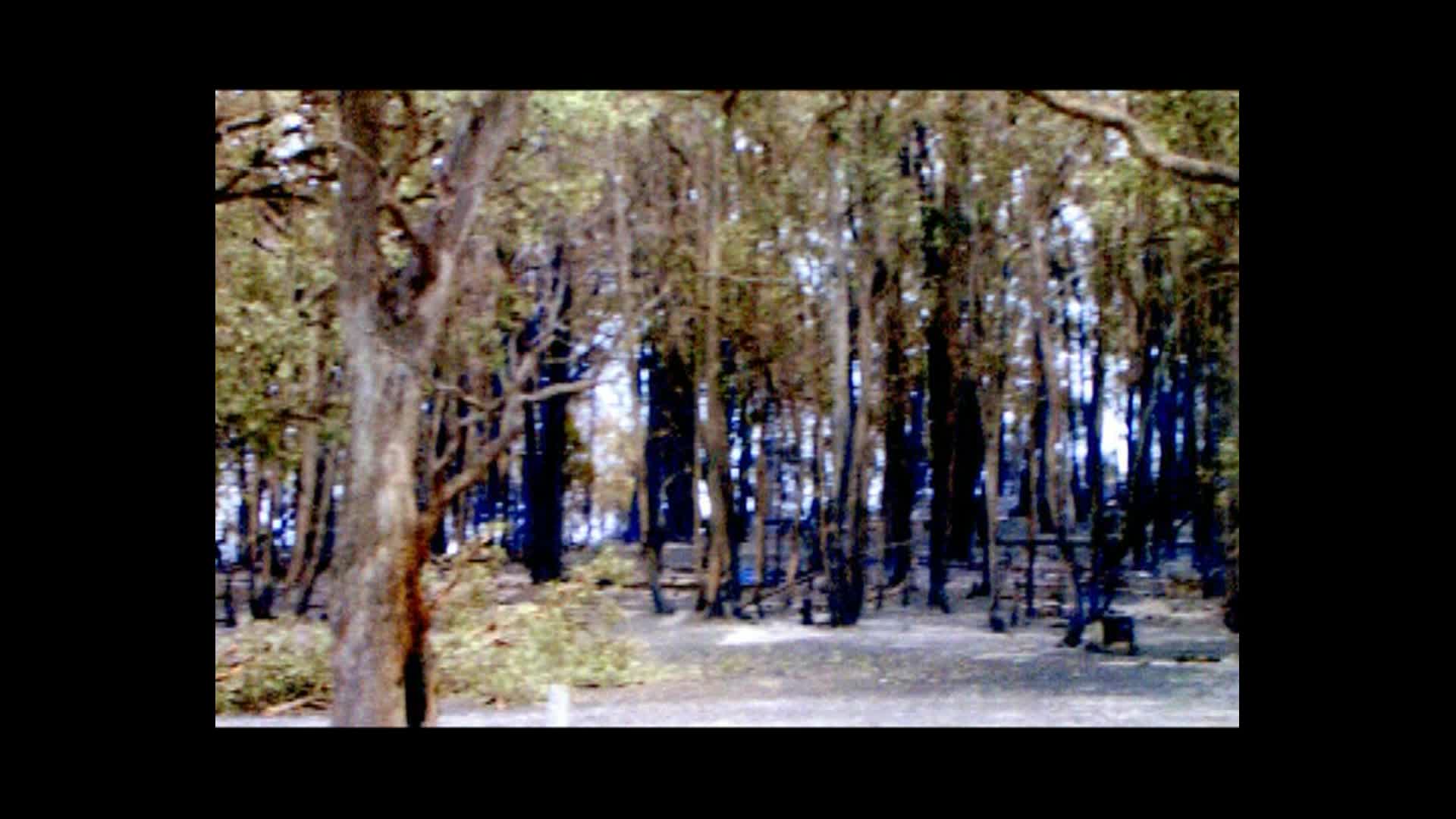 I've survived thumbnail image.