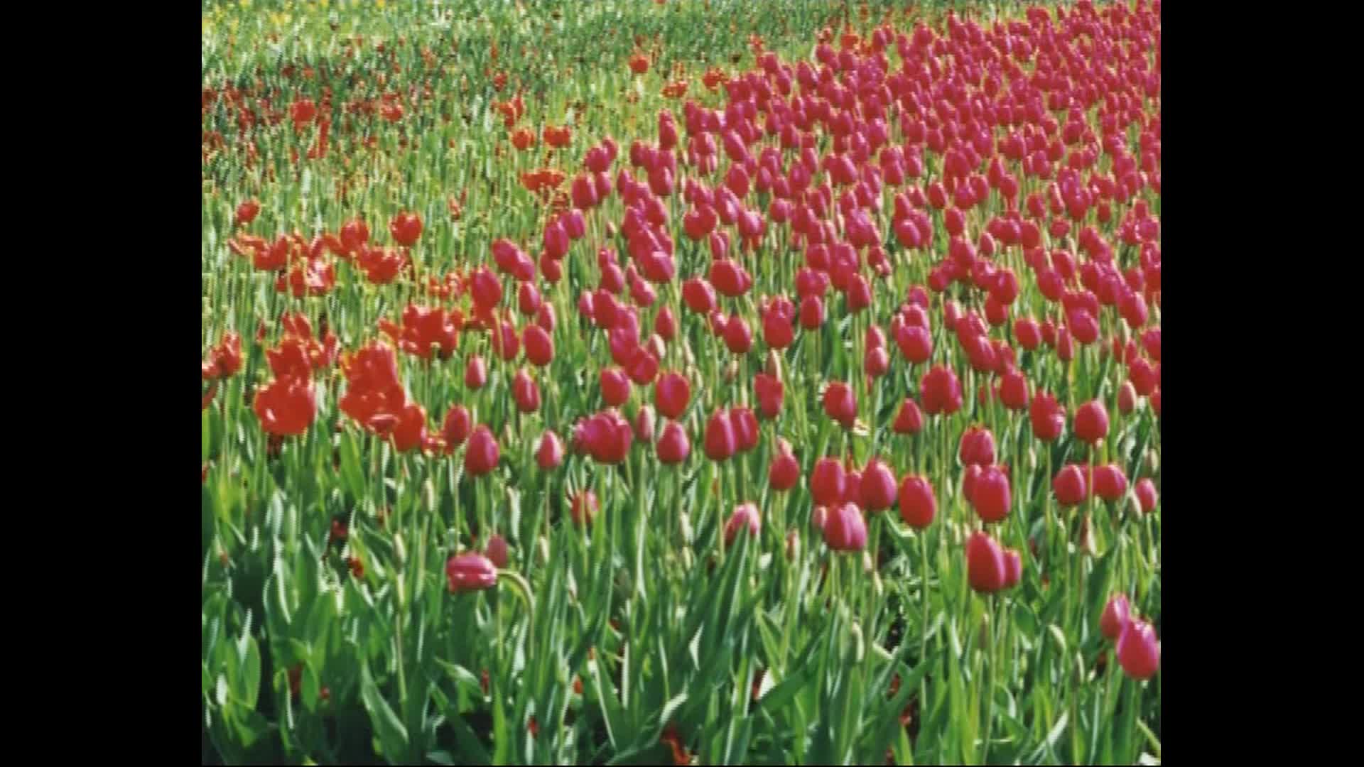 To my dearest beloved one - Shewitey Mearey thumbnail image.