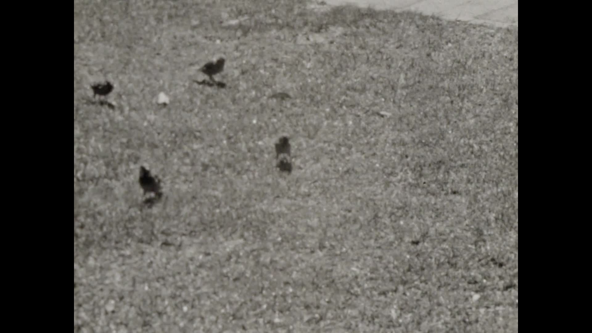 [KenRa Films Present: the Kenneth Rankine Home Movie Collection: Reel 29] thumbnail image.