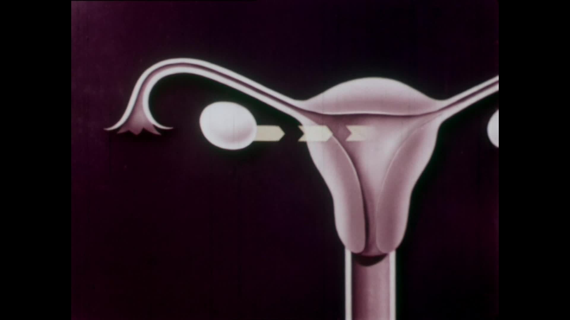 The Story of Menstruation thumbnail image.