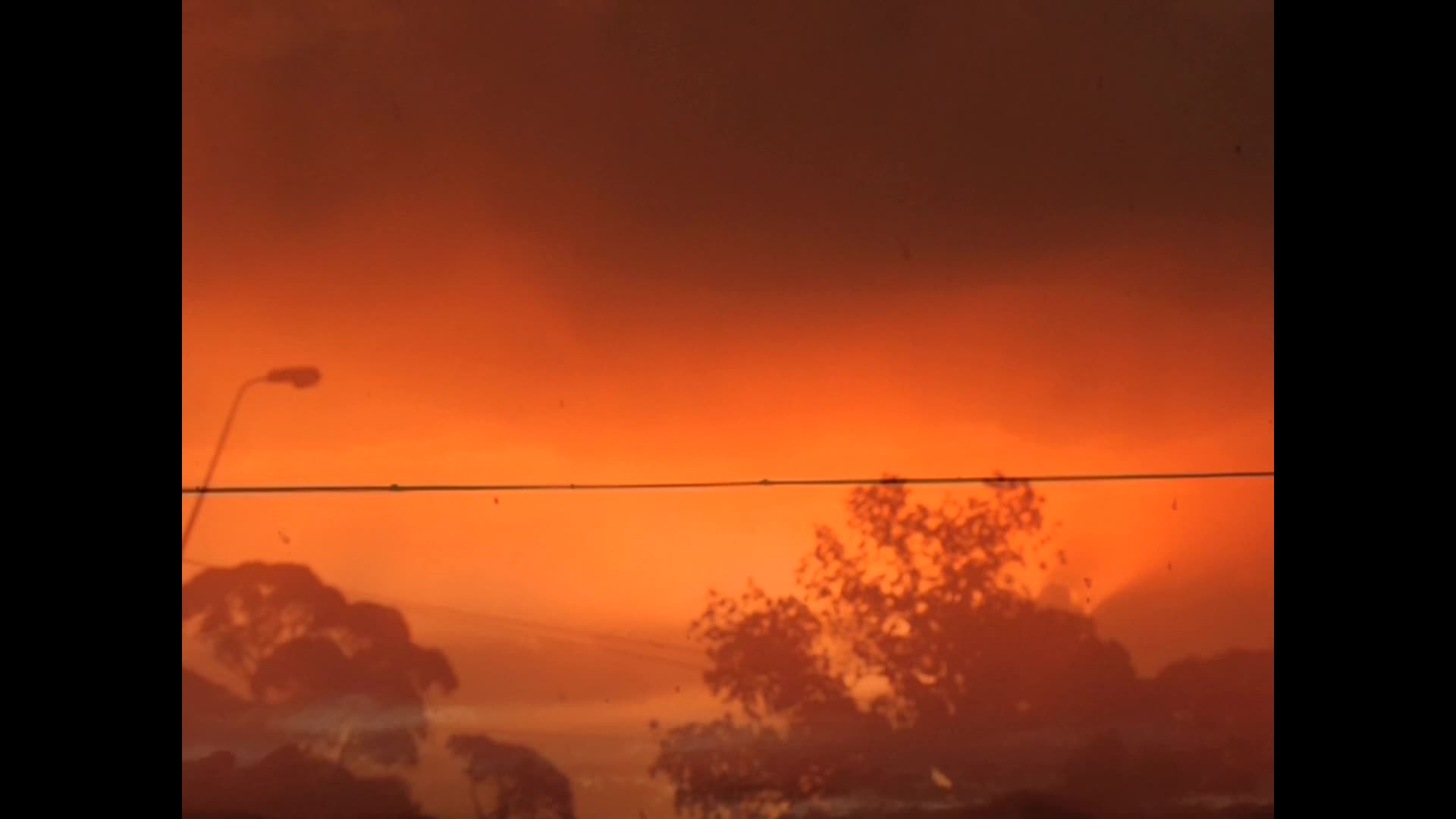 Black ash thumbnail image.