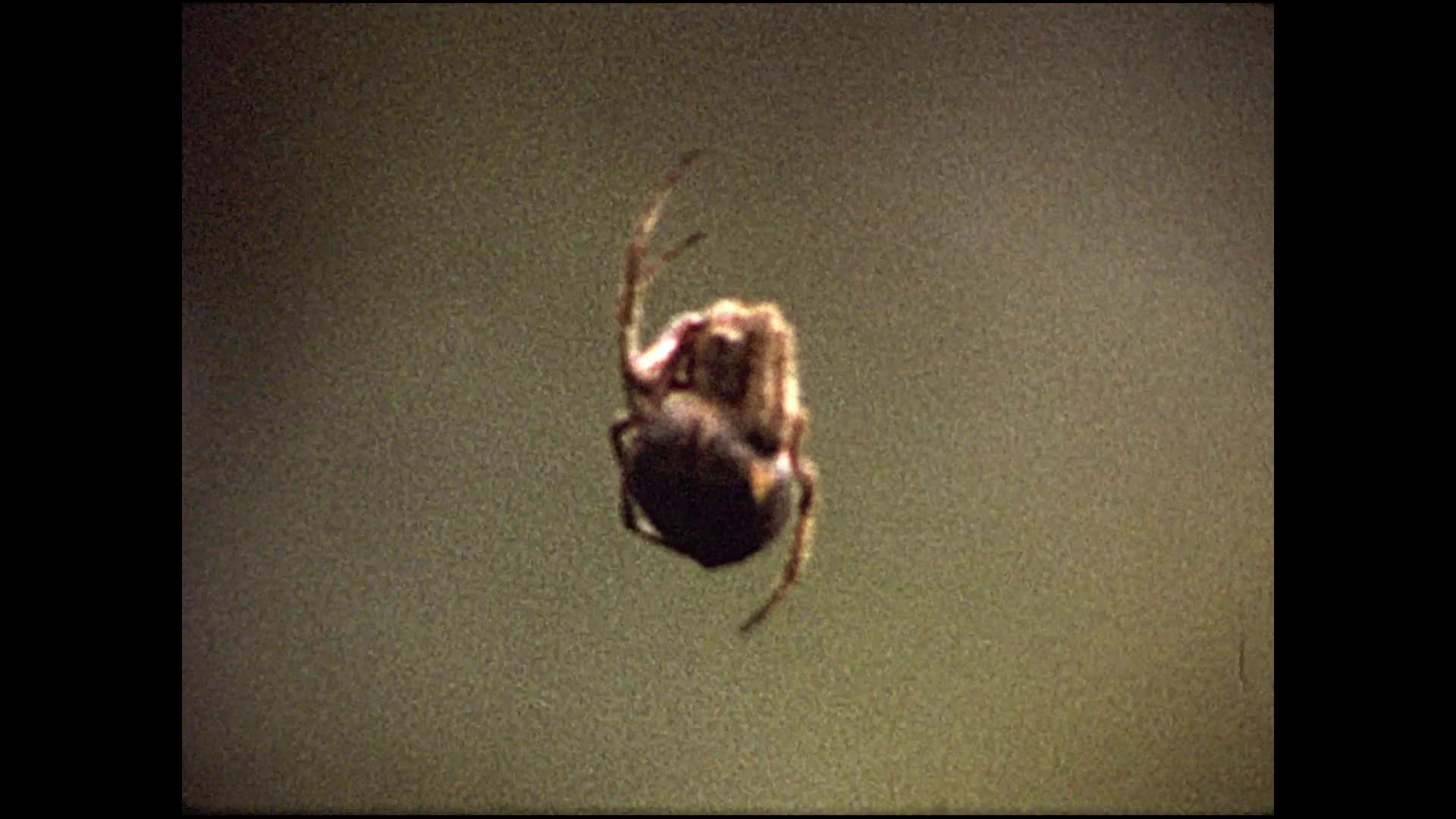 [Wallace Clarke Home Movies: Reel 27] thumbnail image.