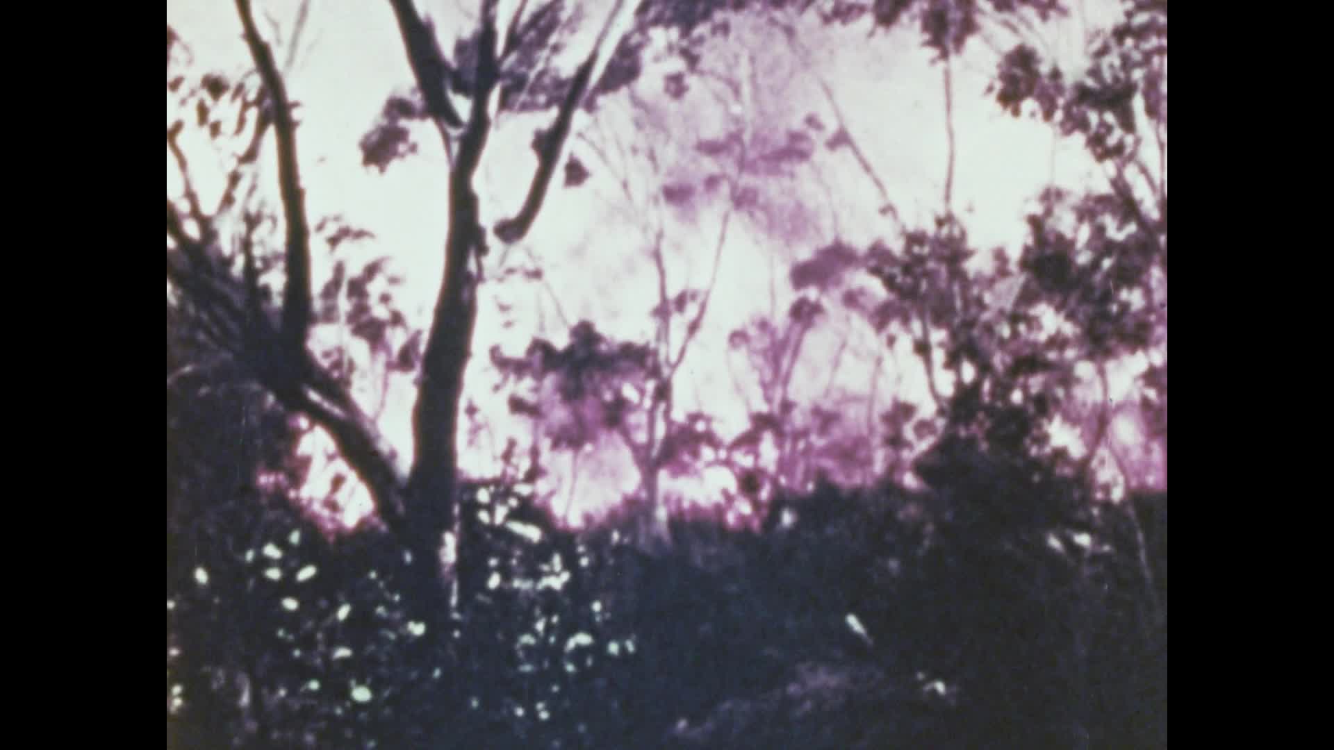 Bushfire: our summer fate thumbnail image.